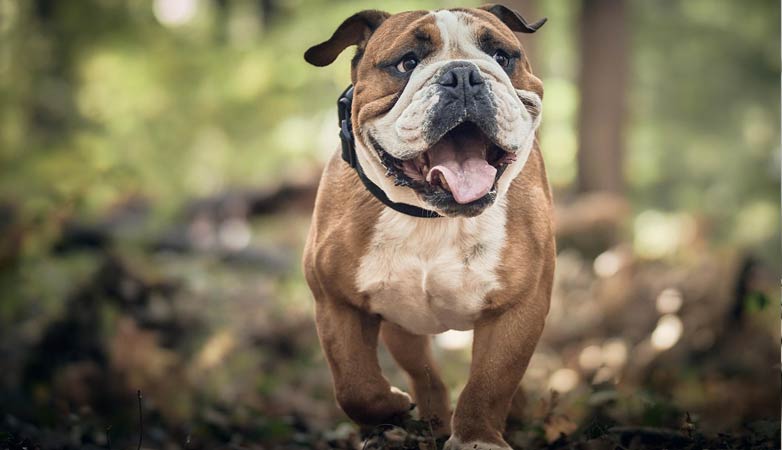 A dog exploring their environment.