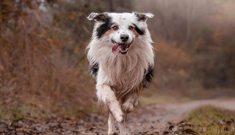 A dog running towards the camera.