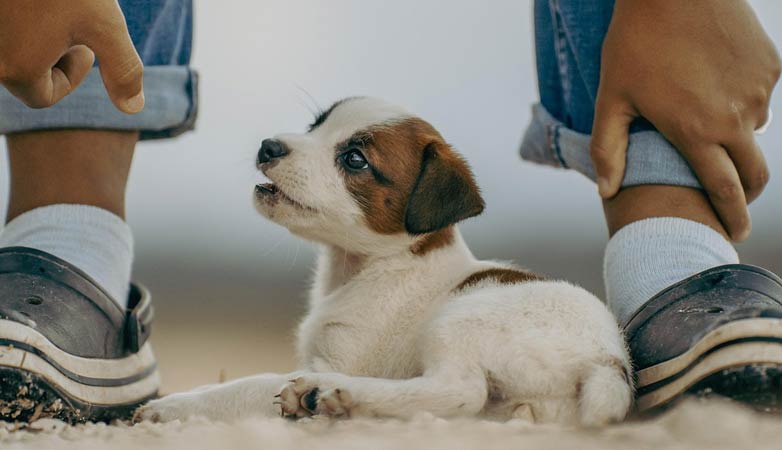 A puppy between a child&rsquo;s legs.