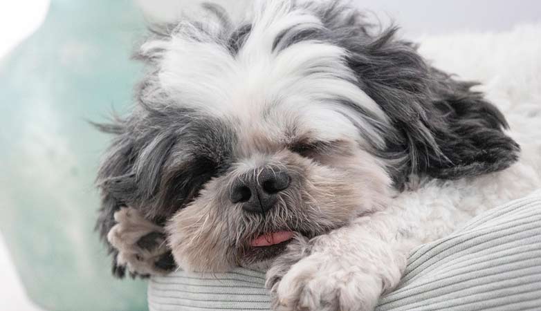 A small dog sleeping.